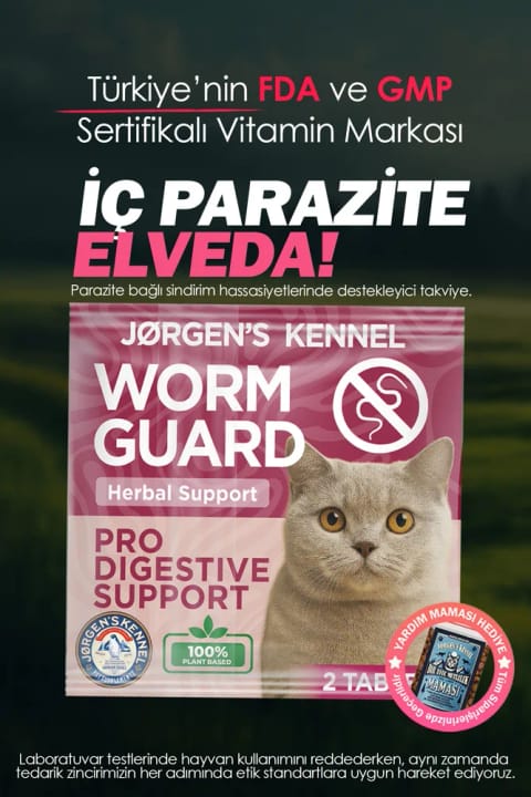 Jorgens Kennel گربه