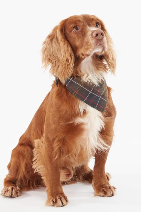 باندانای سگ Barbour طرح تارتان TN11 Classic Tartan